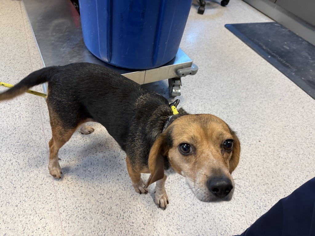 Shelter Stray Female Dog last seen Near Utica Avenue, BROOKLYN, NY, 11213, 326 E 110th St, New York, NY 10029, USA