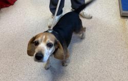 Shelter Stray Female Dog last seen Near Utica Avenue, BROOKLYN, NY, 11213, 326 E 110th St, New York, NY 10029, USA