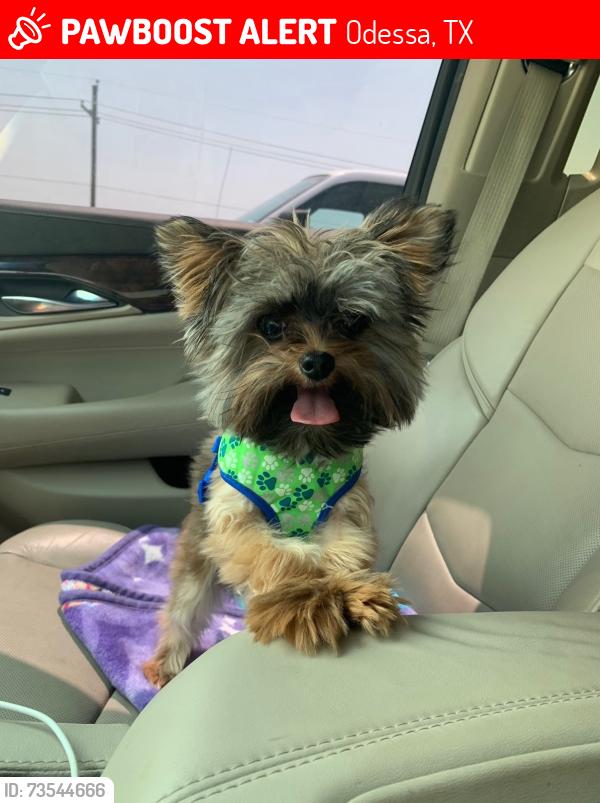 Lost Male Dog last seen Eisenhower and Dixie, close to Wilson and young jr high, Odessa, TX 79761