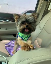 Lost Male Dog last seen Eisenhower and Dixie, close to Wilson and young jr high, Odessa, TX 79761