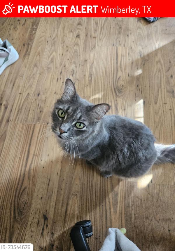 Lost Male Cat last seen Between woodcreek dr. And Presidio rd., Wimberley, TX 78676