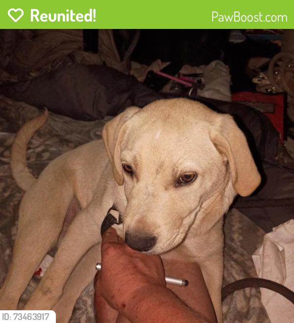 Reunited Male Dog last seen 26th ave & Barbur blvd, Portland, OR 97219