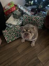 Reunited Female Dog last seen Hefner and Broadway, Oklahoma City, OK 73114