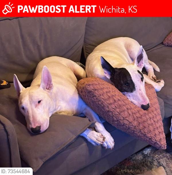 Lost Male Dog last seen Benjamin hills, Wichita, KS 67204