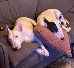 Lost Male Dog last seen Benjamin hills, Wichita, KS 67204
