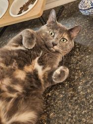 Lost Female Cat last seen Quandt & Midway St near the creek in Allen Park, Allen Park, MI 48101