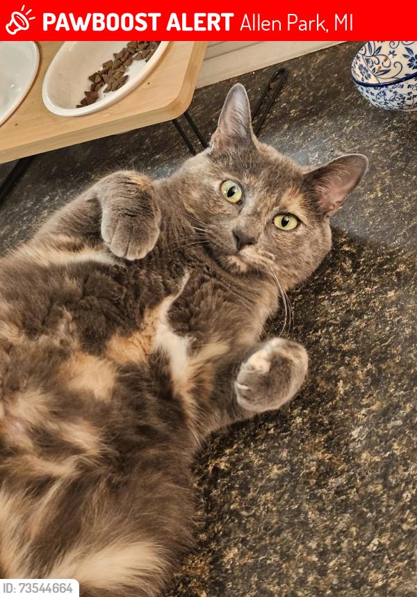 Lost Female Cat last seen Quandt & Midway St near the creek in Allen Park, Allen Park, MI 48101