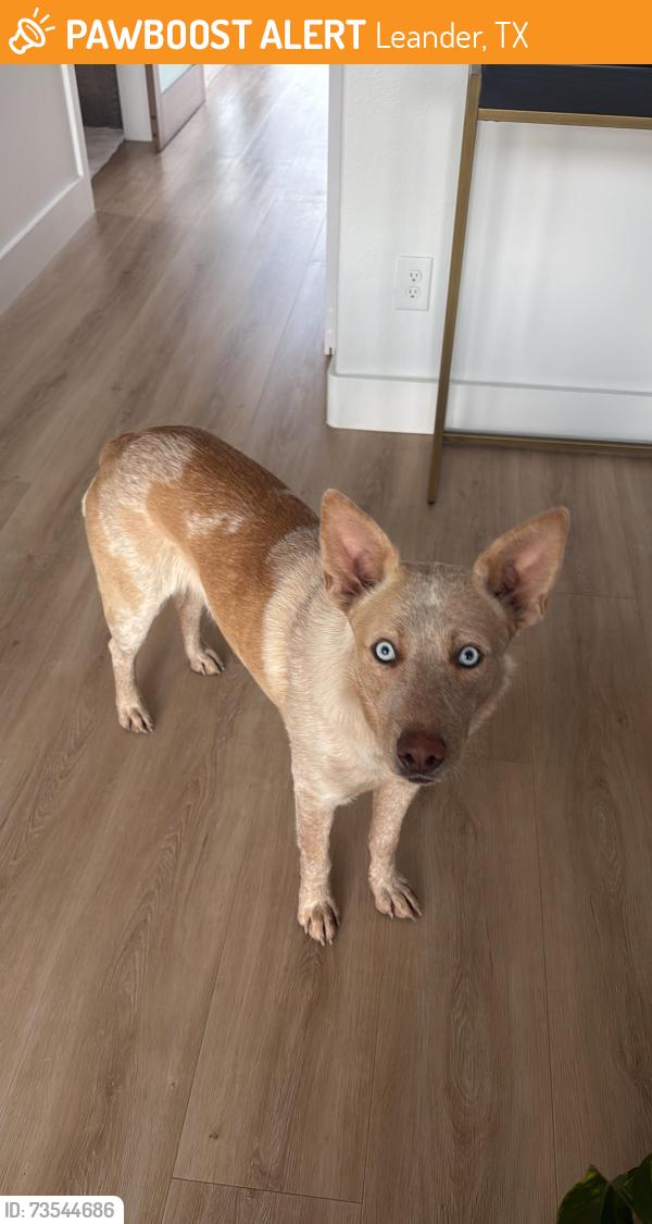 Found/Stray Male Dog last seen Cr 281, Leander, TX 78642