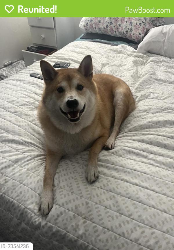 Reunited Male Dog last seen Near N Metro Pkwy E, Phoenix, AZ 85051, USA, Phoenix, AZ 85051