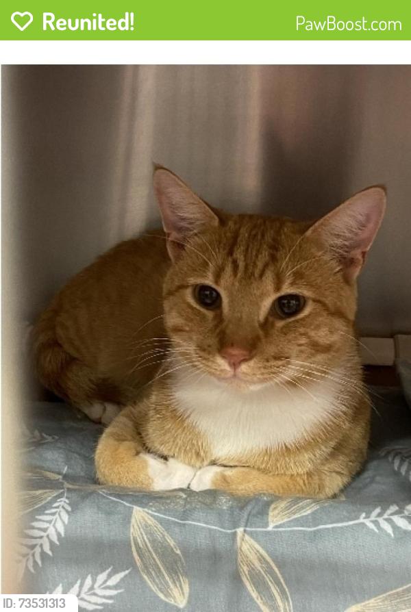 Reunited Male Cat last seen June St & Elgin St, Nashua, NH 03060
