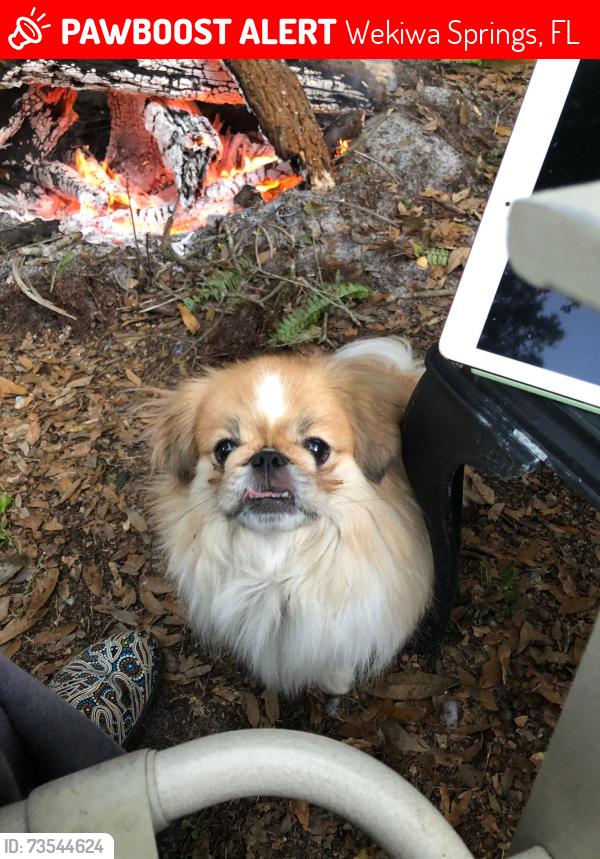 Lost Female Dog last seen Sand Lake Road in Longwood, FL between LBHS and Forest Lake Academy, Wekiwa Springs, FL 32779
