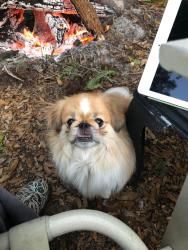 Lost Female Dog last seen Sand Lake Road in Longwood, FL between LBHS and Forest Lake Academy, Wekiwa Springs, FL 32779