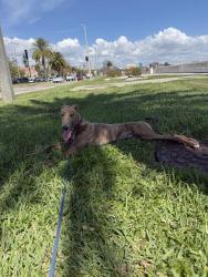 Reunited Male Dog last seen Near Enfield St, Boca Raton, FL 33487, USA, Boca Raton, FL 33487