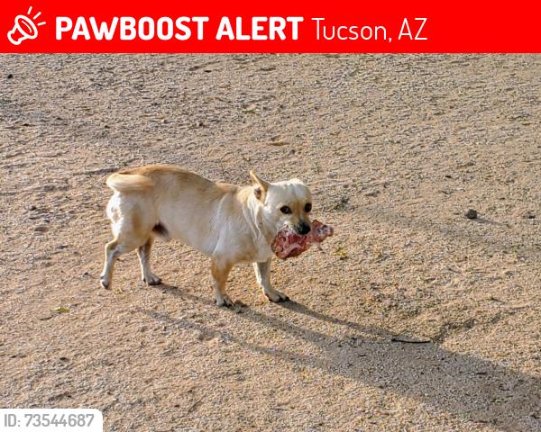 Lost Male Dog last seen Ajo and 16th Avenue, Tucson, AZ 85714