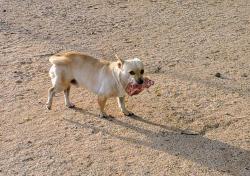 Lost Male Dog last seen Ajo and 16th Avenue, Tucson, AZ 85714
