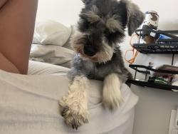 Lost Male Dog last seen Near Westbury terrace, Yukon, OK 73099