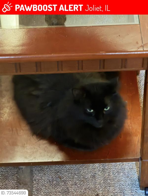 Lost Female Cat last seen Oakview and Washington, Joliet, IL 60433