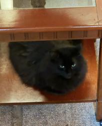 Lost Female Cat last seen Oakview and Washington, Joliet, IL 60433