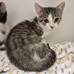 Shelter Stray Female Cat last seen , 244 Georgetown Rd, Jacksonville, NC 28540, USA