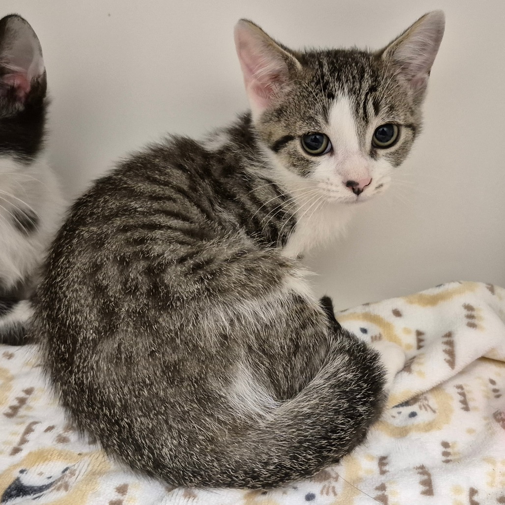 Shelter Stray Female Cat last seen , 244 Georgetown Rd, Jacksonville, NC 28540, USA