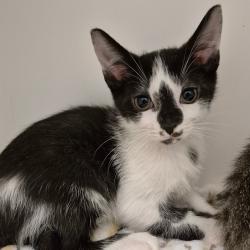 Shelter Stray Male Cat last seen , 244 Georgetown Rd, Jacksonville, NC 28540, USA