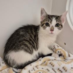 Shelter Stray Female Cat last seen , 244 Georgetown Rd, Jacksonville, NC 28540, USA