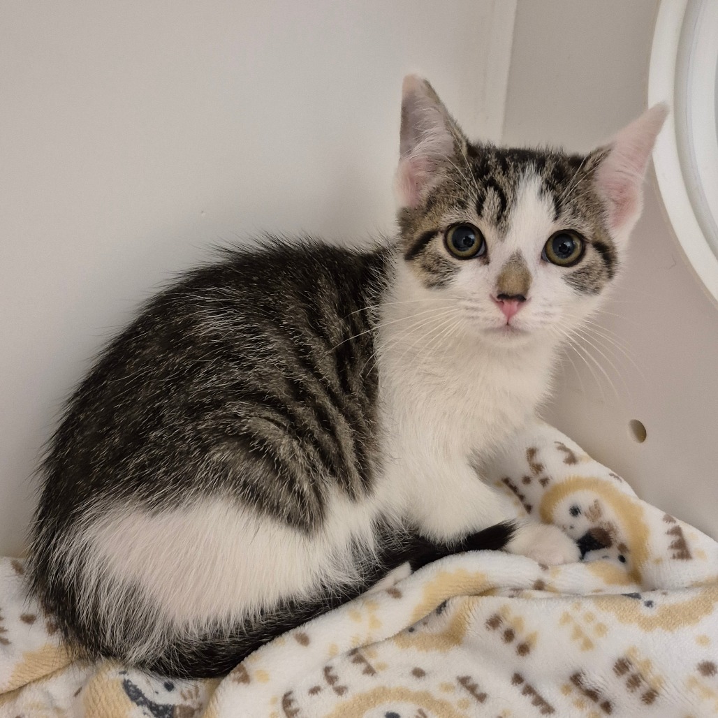 Shelter Stray Female Cat last seen , 244 Georgetown Rd, Jacksonville, NC 28540, USA