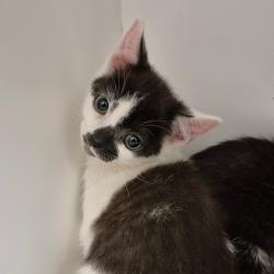 Shelter Stray Female Cat last seen , 244 Georgetown Rd, Jacksonville, NC 28540, USA