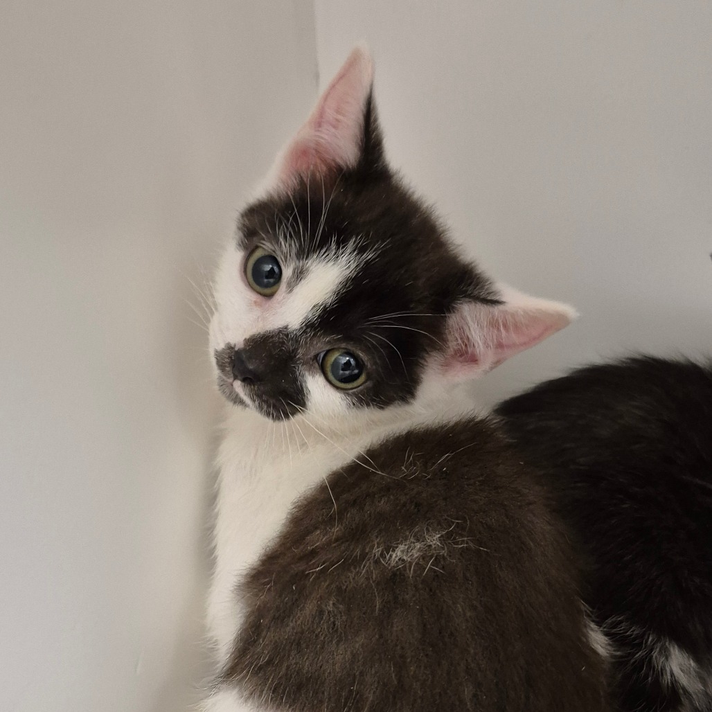 Shelter Stray Female Cat last seen , 244 Georgetown Rd, Jacksonville, NC 28540, USA