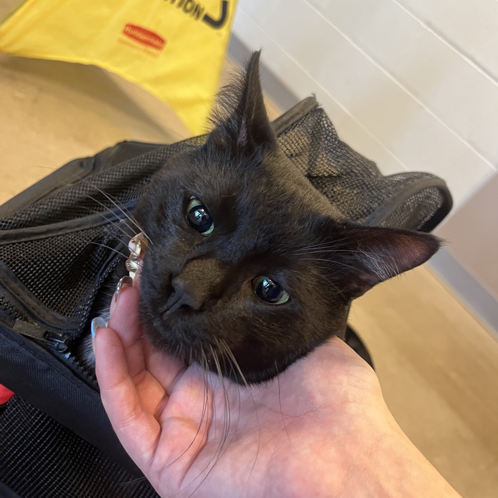 Shelter Stray Male Cat last seen , 54687 Co Rd 19, Bristol, IN 46507, USA