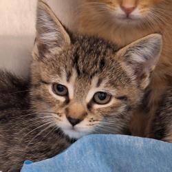 Shelter Stray Male Cat last seen , Animal Care & Control Team of Philly, 111 W Hunting Park Ave, Philadelphia, PA 19140, USA