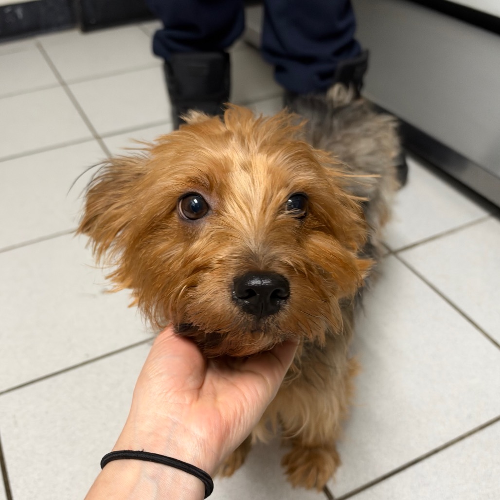 Shelter Stray Female Dog last seen , 124 Evergreen Ave, Newark, NJ 07114, USA
