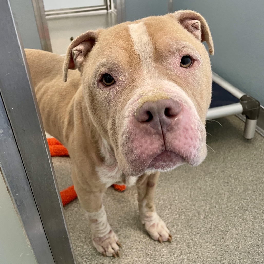 Shelter Stray Male Dog last seen , 21800 Central Ave, Matteson, IL 60443, USA