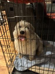 Reunited Female Dog last seen N. Washington and N. 21st, Tacoma, Tacoma, WA 98406
