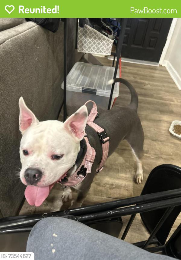 Reunited Male Dog last seen Carole Pl SW and S Rockbridge Rd, Stone Mountain, GA 30087