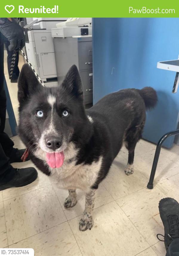 Reunited Female Dog last seen Ross and Atlantic, Saint Paul, MN 55106