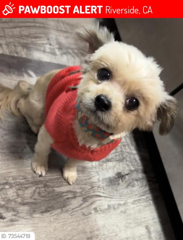Lost Female Dog last seen Near Kingsport Dr, Riverside, CA 92506 United States, Riverside, CA 92506