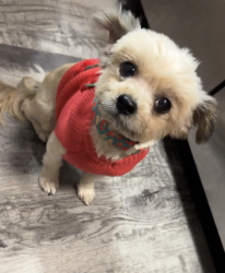 Lost Female Dog last seen Near Kingsport Dr, Riverside, CA 92506 United States, Riverside, CA 92506