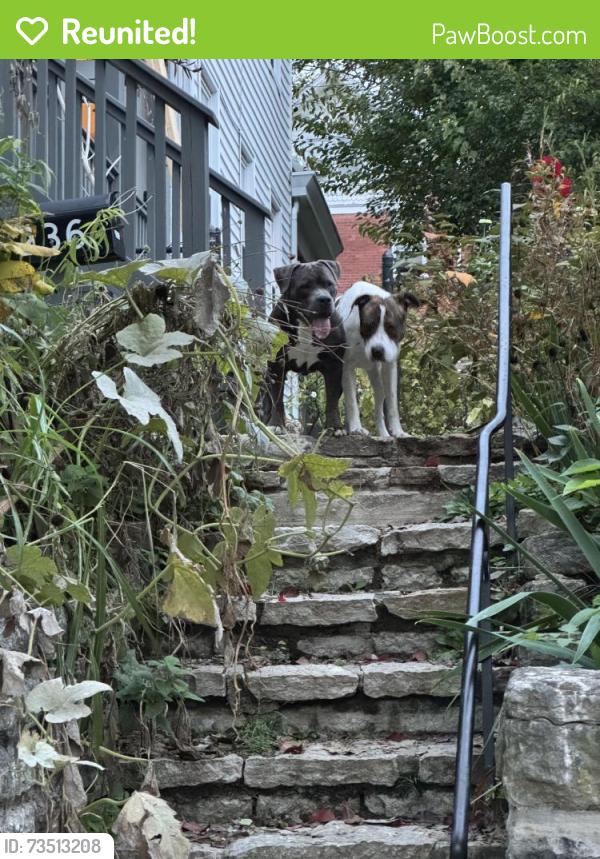 Reunited Female Dog last seen Klotter Ave and Emming and W Clifton, Cincinnati, OH 45219