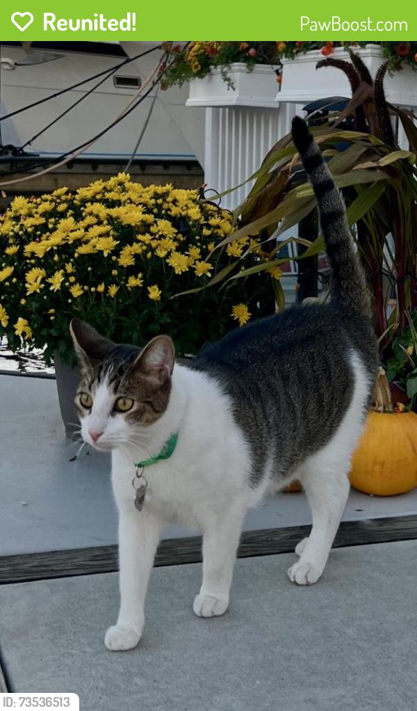 Reunited Male Cat last seen Philippe Chow, Washington, DC 20024