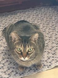 Lost Male Cat last seen I don’t know, Denver, CO 80220