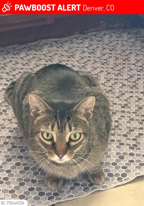 Lost Male Cat last seen I don’t know, Denver, CO 80220