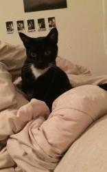 Reunited Male Cat last seen McMillan and Ten Mile, Meridian, ID 83646