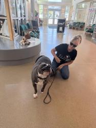 Reunited Male Dog last seen Poinsettia & Salvia, Murrieta, CA 92563