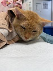 Shelter Stray Male Cat last seen Near Bear Creek Way, Stockton, CA 95209, USA, 1575 S Lincoln St, Stockton, CA 95206, USA