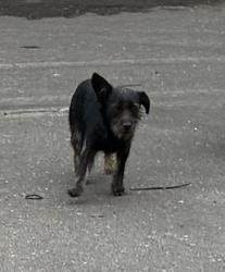 Shelter Stray Male Dog last seen Near West Ln, Stockton, CA 95204, USA, 1575 S Lincoln St, Stockton, CA 95206, USA