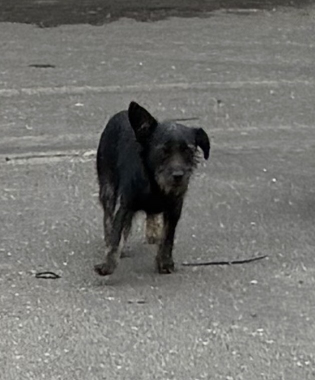 Shelter Stray Male Dog last seen Near West Ln, Stockton, CA 95204, USA, 1575 S Lincoln St, Stockton, CA 95206, USA