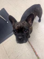 Shelter Stray Male Dog last seen Near E Swain Rd, Stockton, CA 95207, USA, 1575 S Lincoln St, Stockton, CA 95206, USA