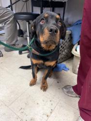 Shelter Stray Female Dog last seen Near William Moss Blvd, Stockton, CA 95206, USA, 1575 S Lincoln St, Stockton, CA 95206, USA