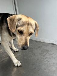 Shelter Stray Male Dog last seen Near S Sierra Nevada St, Stockton, CA 95205, USA, 1575 S Lincoln St, Stockton, CA 95206, USA